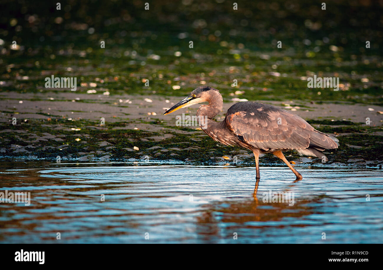 October 2018: A great blue heron hunting along the shore of Spencer Spit, Lopez Island, Washington. Stock Photo