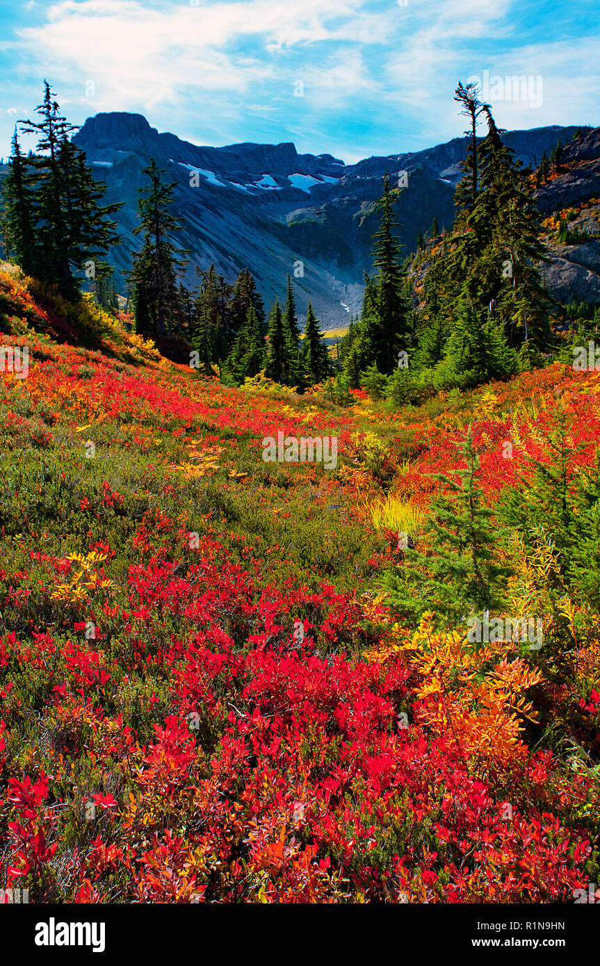 September 2018: Autumn colors aboind along the Wild Goose Trail, Mount Baker Wilderness, Snoqualmie National Forest, Washington, USA. Stock Photo