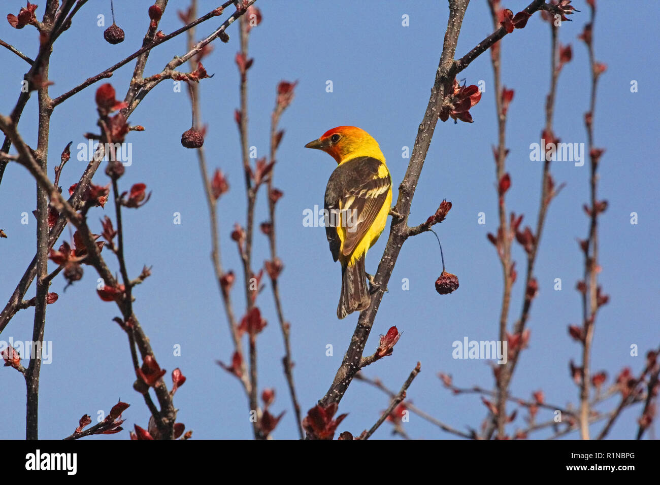 western-tanager-piranga-ludoviciana-nest-in-coniferous-forests-of