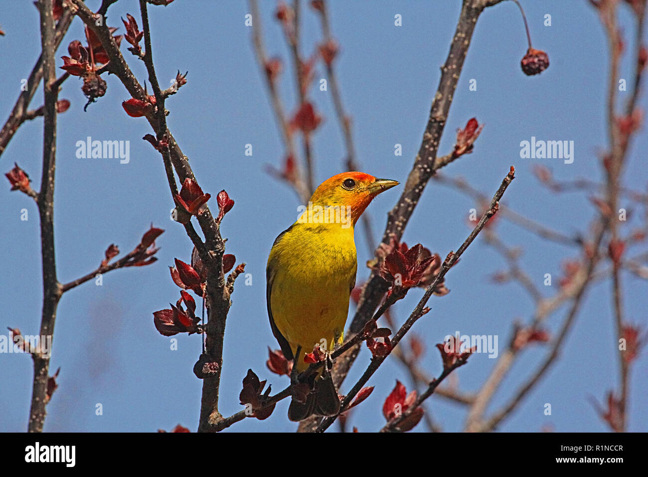 western-tanager-piranga-ludoviciana-nest-in-coniferous-forests-of