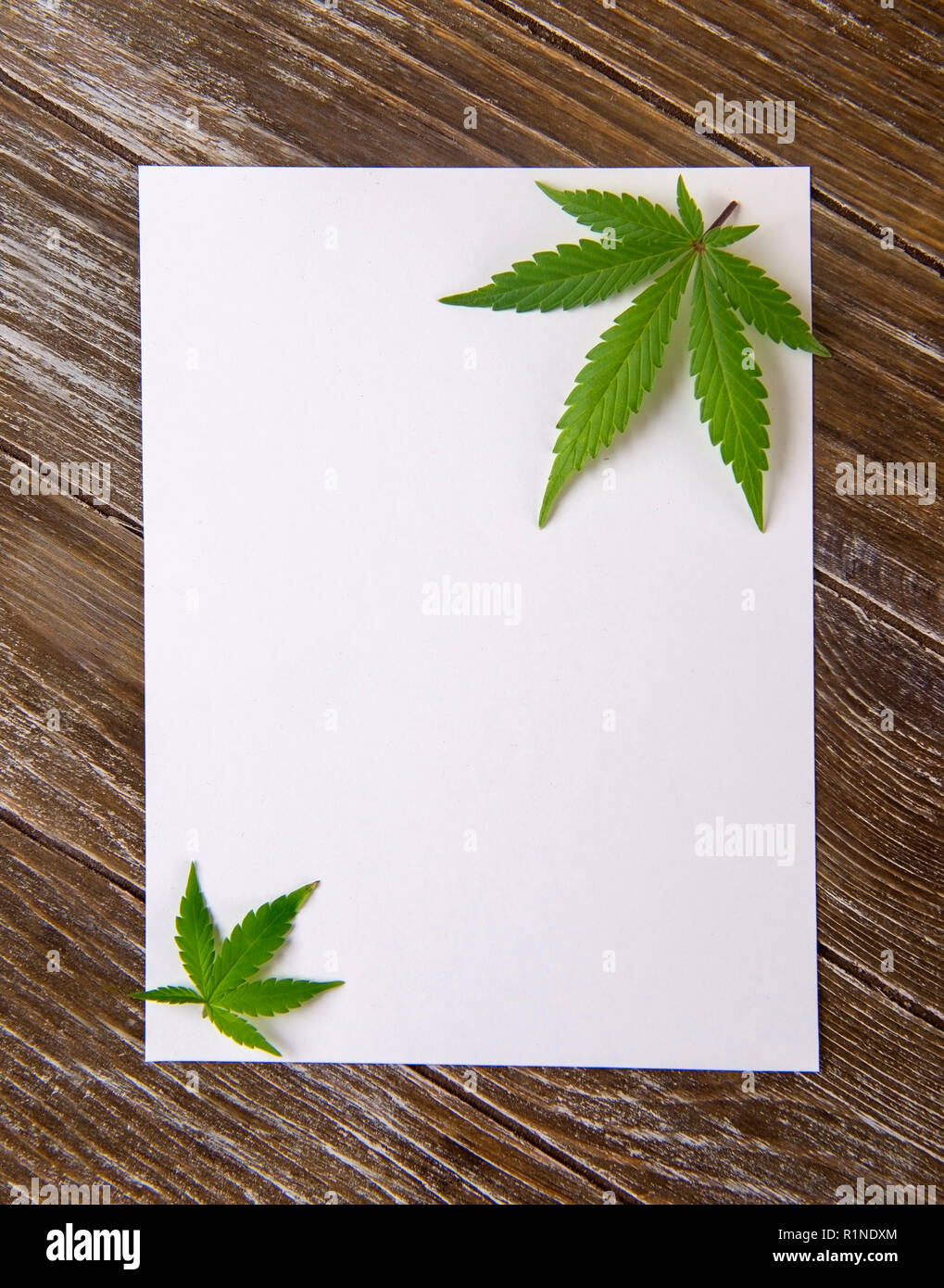 Cannabis leaves isolated over empty white paper on wood background - marijuana card concept Stock Photo