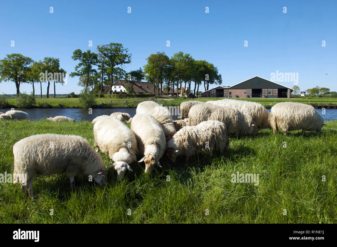 Group of sheep grazing on a dike next to a canal with the farm in the background in the Netherlands Stock Photo