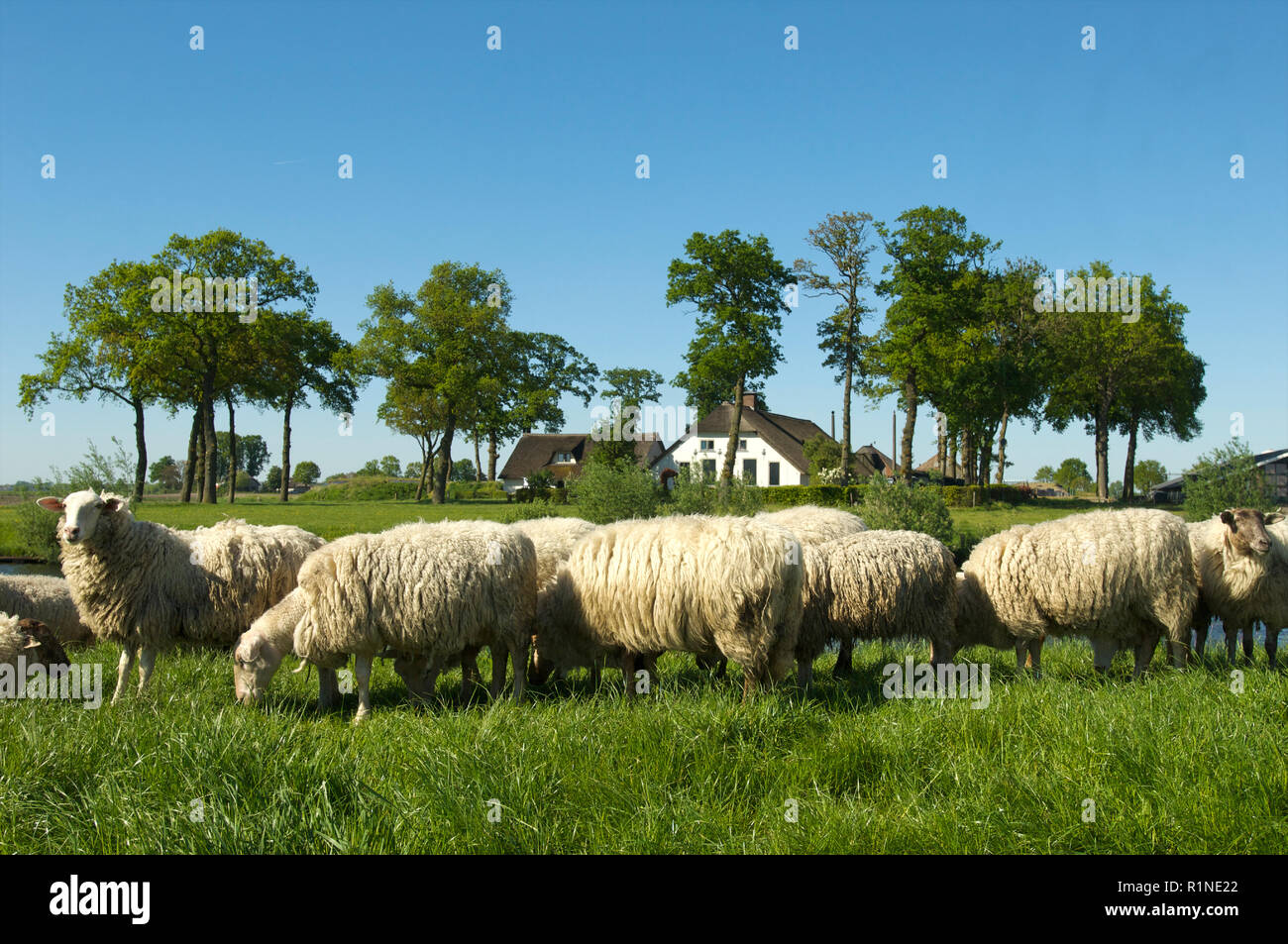 Sheep on a dike at the canal de Eem and a farmhouse in the background, the Netherlands Stock Photo