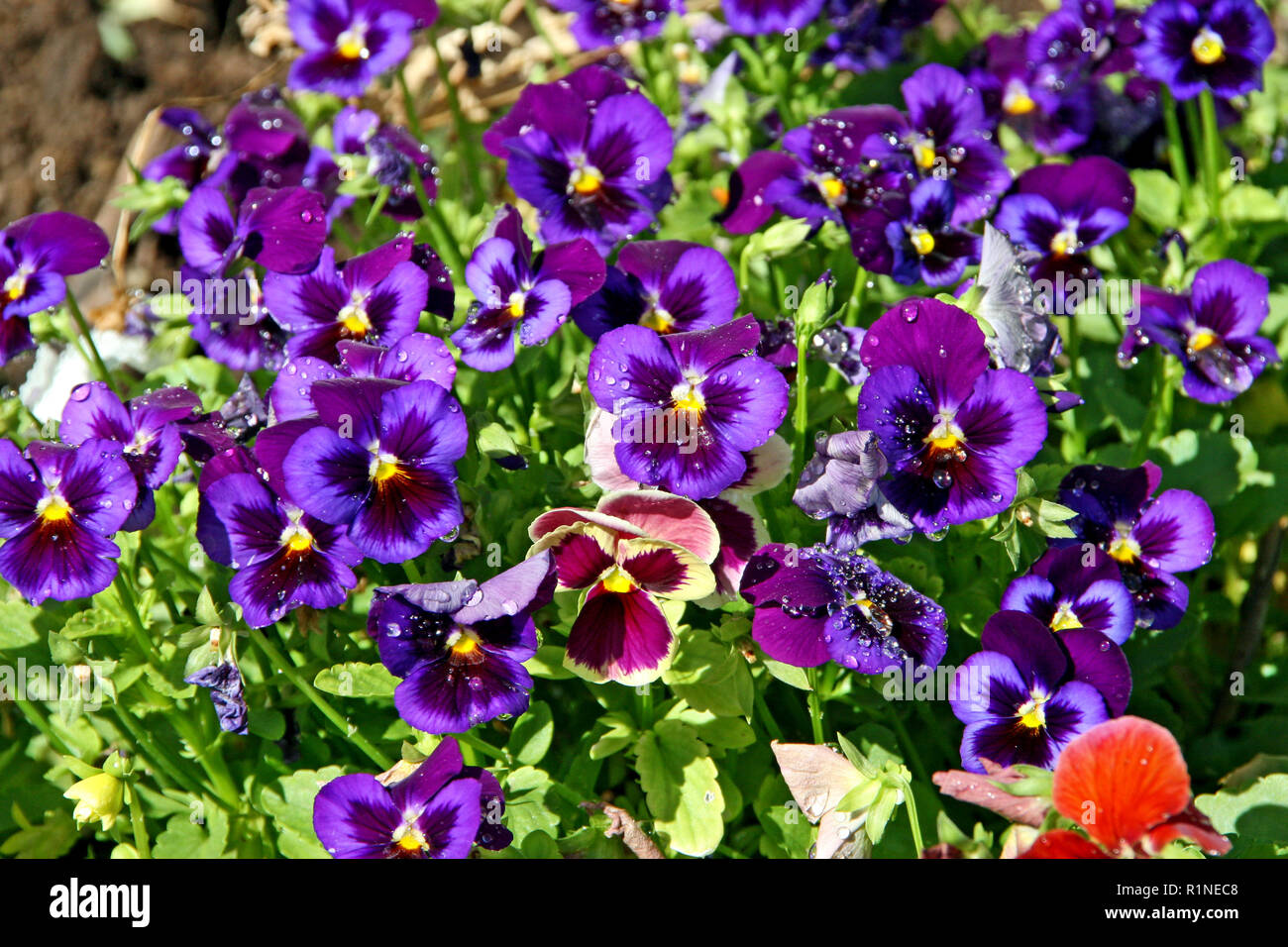 Patch of spring purple pansy flowers in bloom Stock Photo