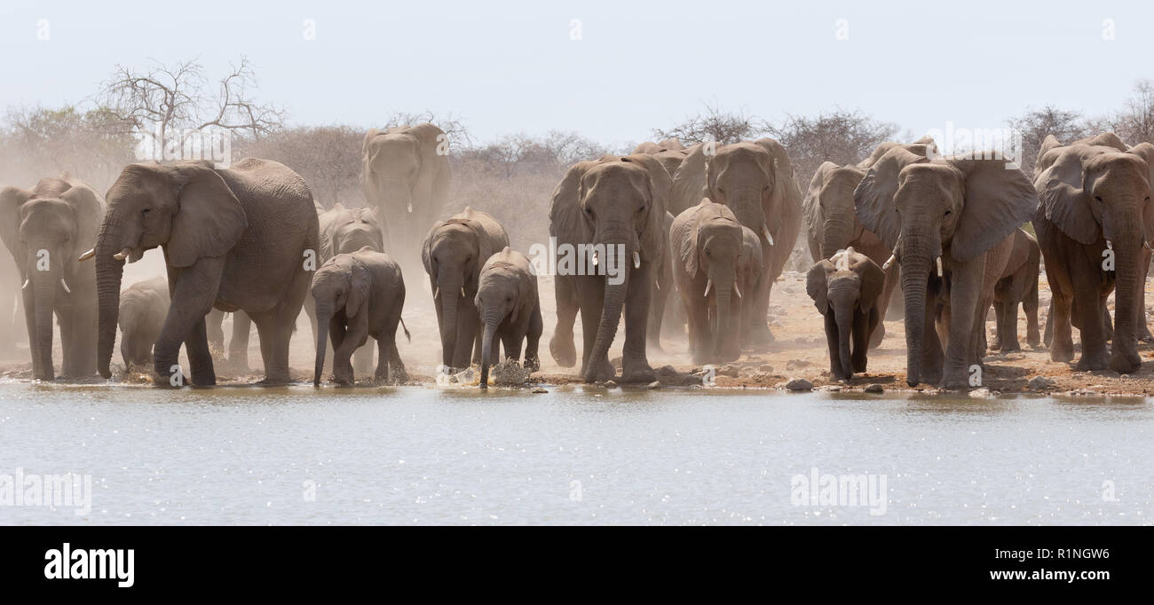 Elephant panorama - a herd of African elephants ( Loxodonta Africana ), at a waterhole, Etosha national park, Namibia Africa Stock Photo