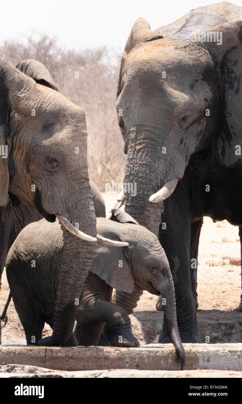 African Elephant family, adult and baby elephant, ( Loxodonta Africana ), Namibian wildlife in Etosha National Park, Namibia Africa Stock Photo
