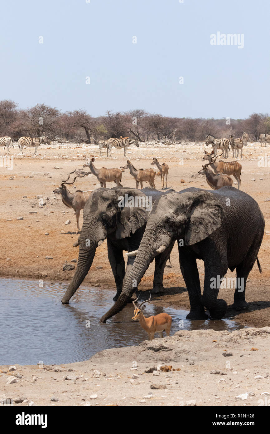 African wildlife, Africa travel; - Elephant, Kudu zebra and impala - variety of wild animals at a waterhole, Etosha national park, Namibia Africa Stock Photo