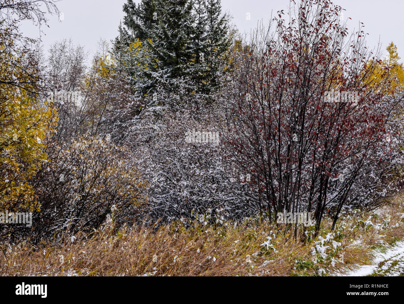 first snowfall of the season Stock Photo - Alamy