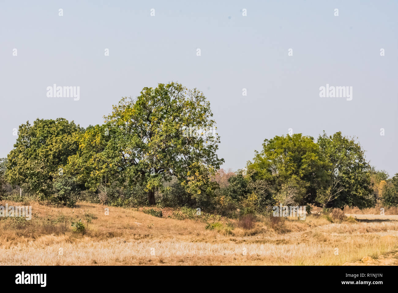 A very close view of Indian trees looking awesome in a rural forest in the summer season. Stock Photo