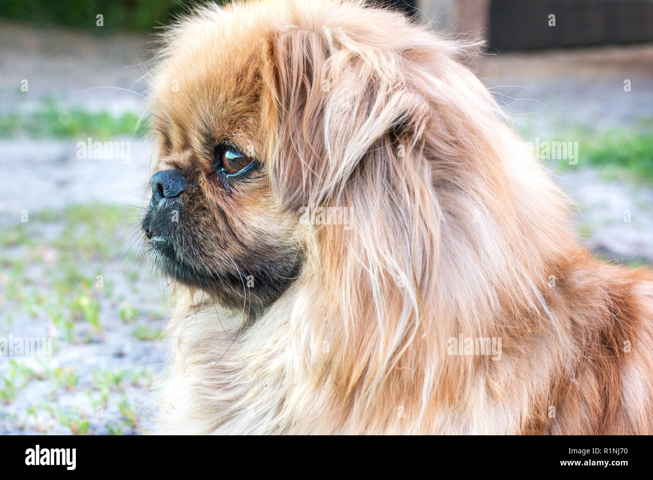 Portrait of a beautiful dog pekingese on the street Stock Photo