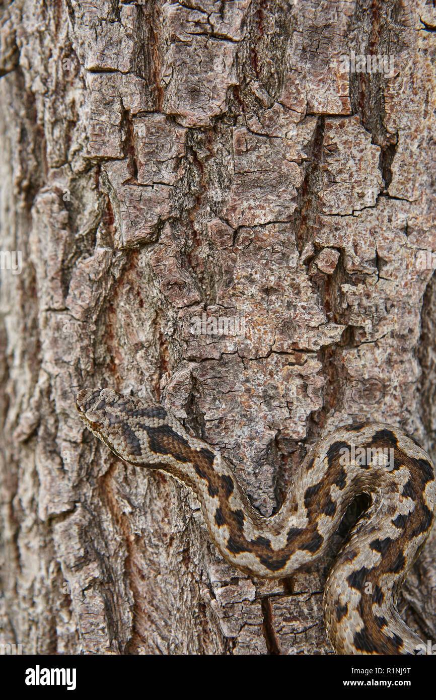 Snake camouflage. Vipera aspis detail on a trunk surface. Vertical