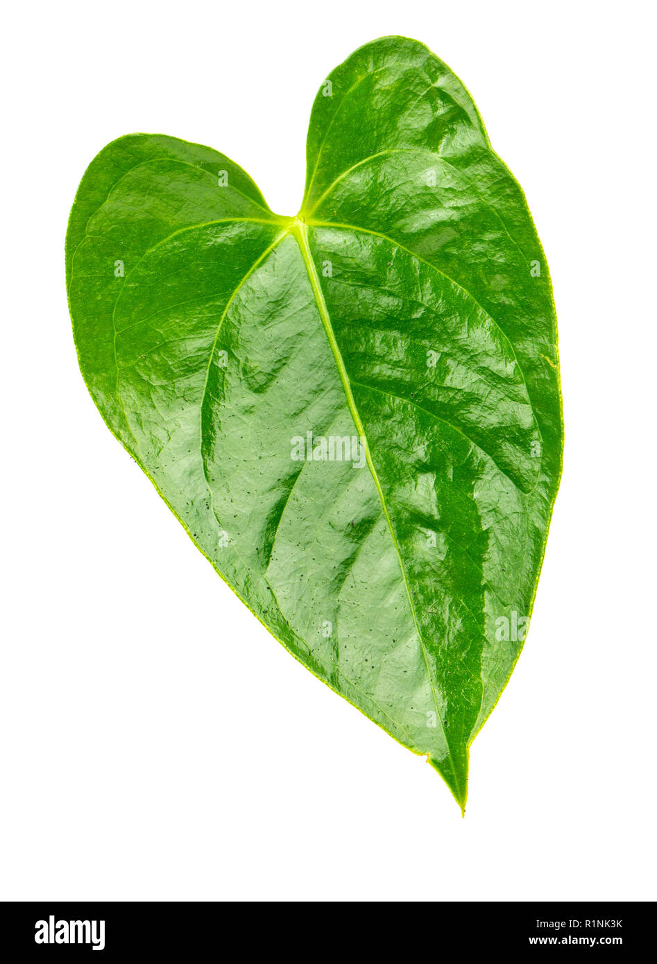Green leaf of the Anthurium flower isolated on white background Stock Photo