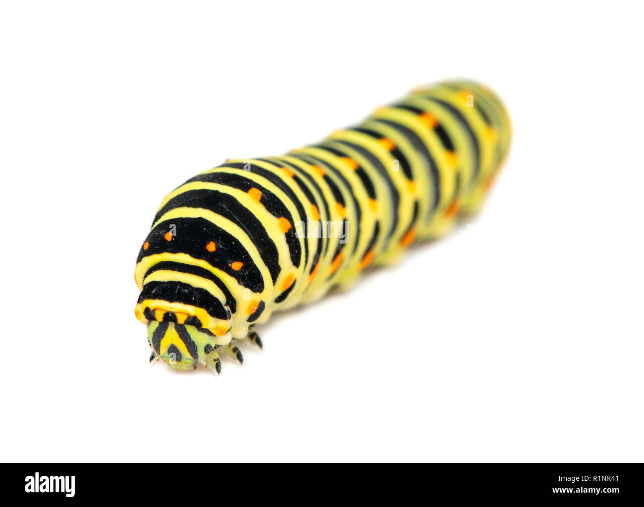 Yellow black swallowtail caterpillar isolated on white background Stock