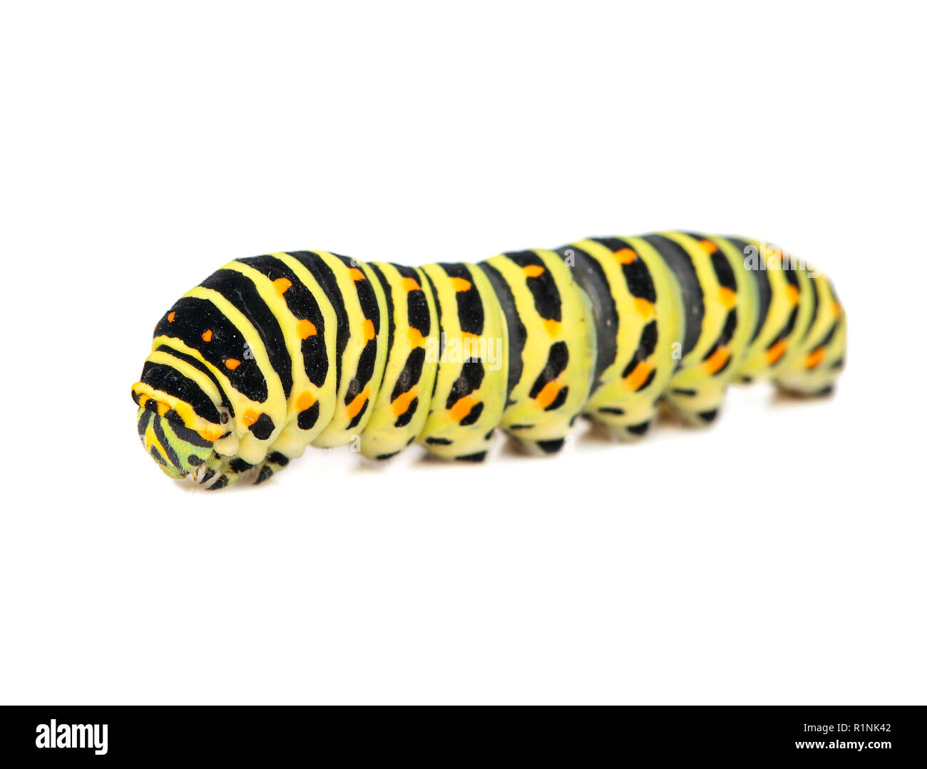 Yellow black swallowtail caterpillar isolated on white background Stock Photo