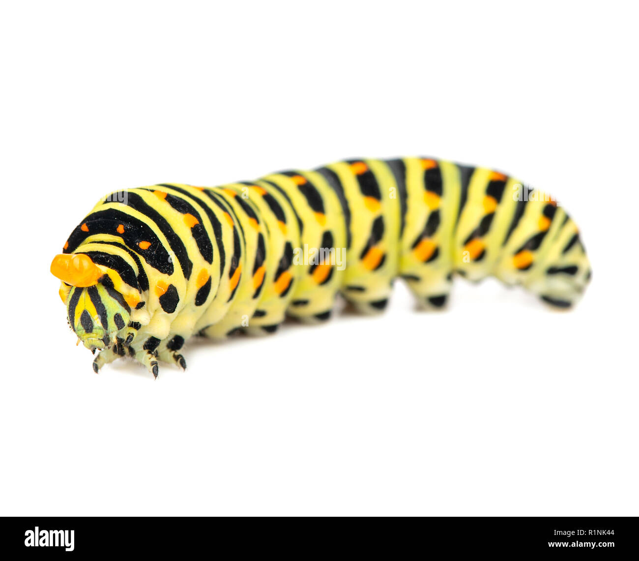 Yellow black swallowtail caterpillar isolated on white background Stock Photo