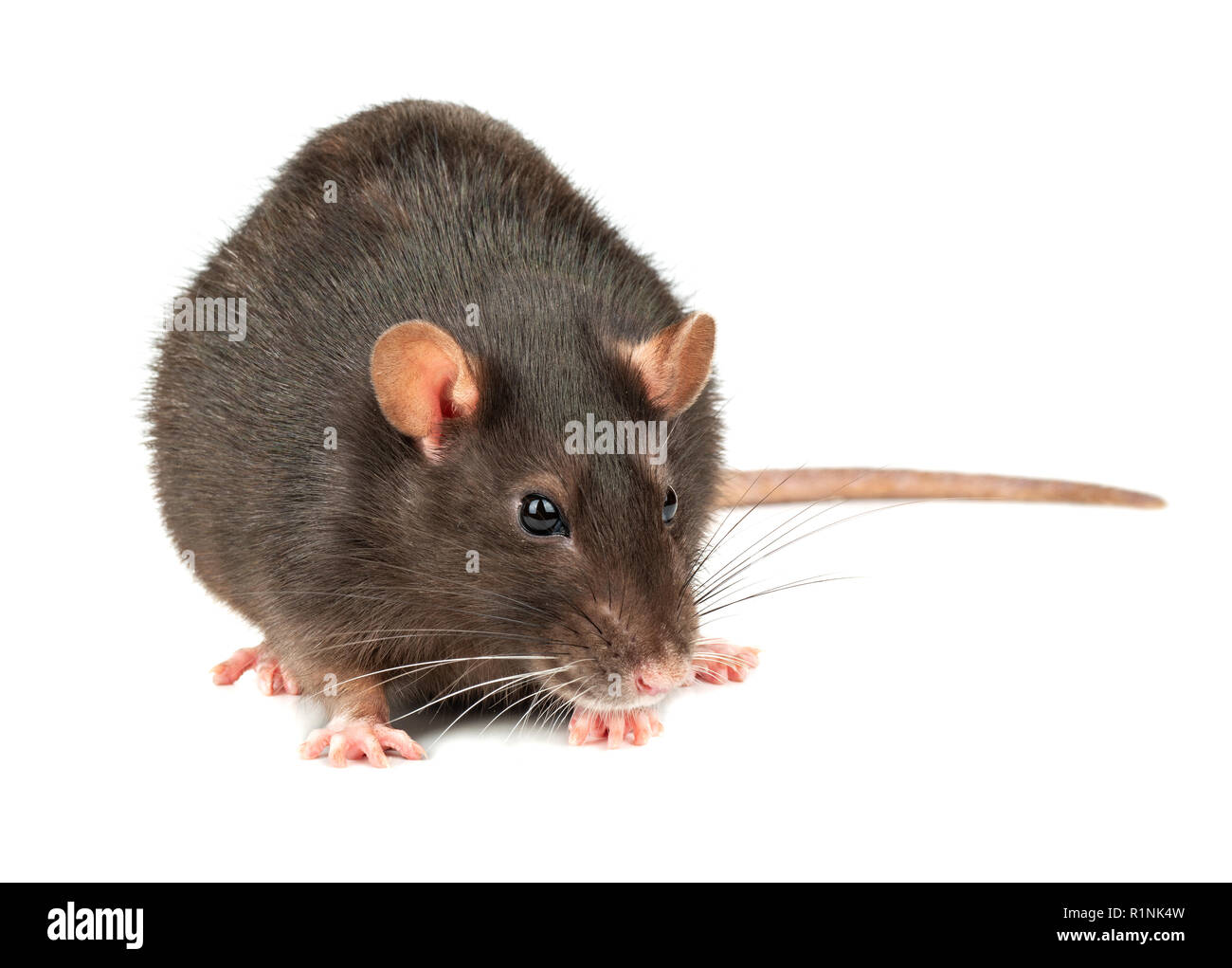 Fat rat hi-res stock photography and images - Alamy