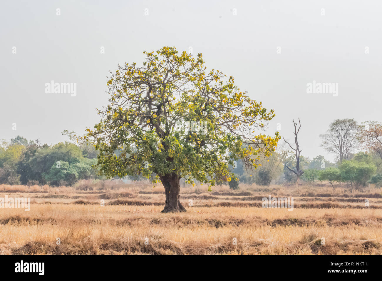 An Indian tree mahuaa close view background of a mountain looking awesome. Stock Photo