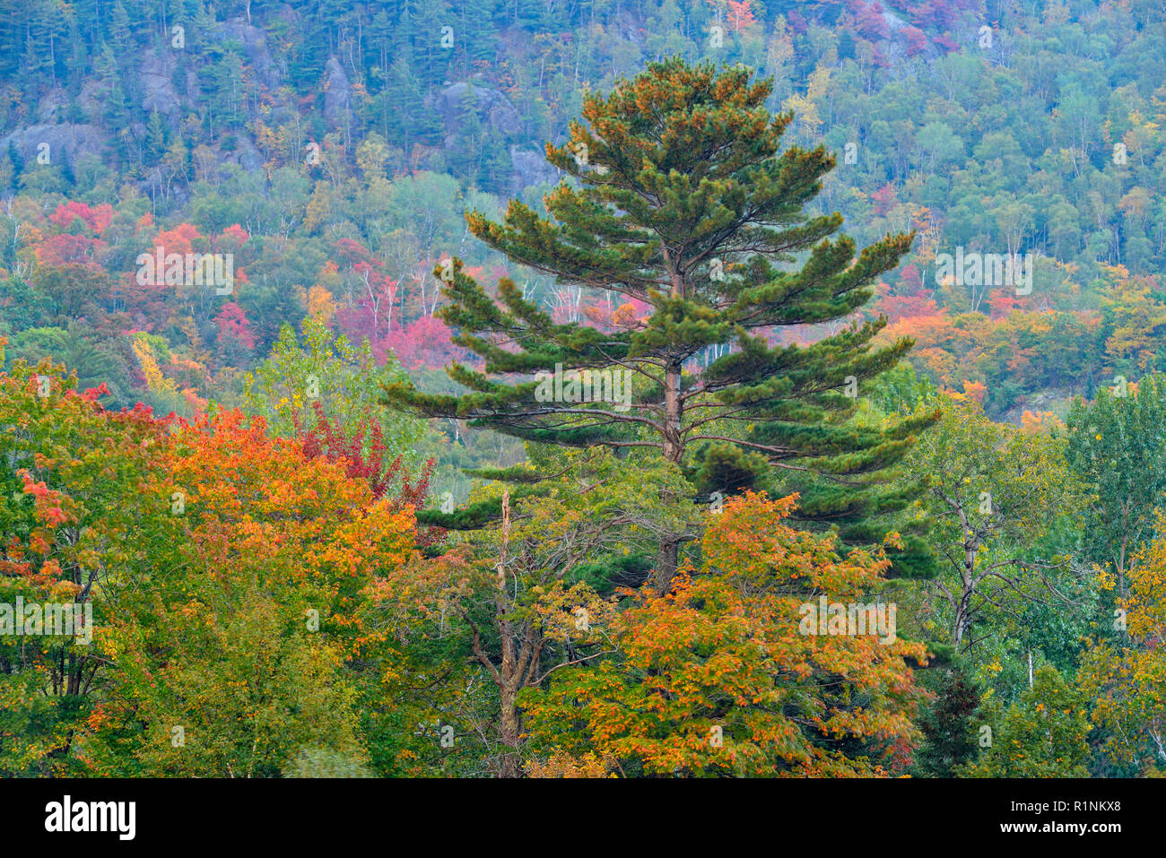 Autumn foliage near Haviland Bay, Haviland Shores, Ontario, Canada