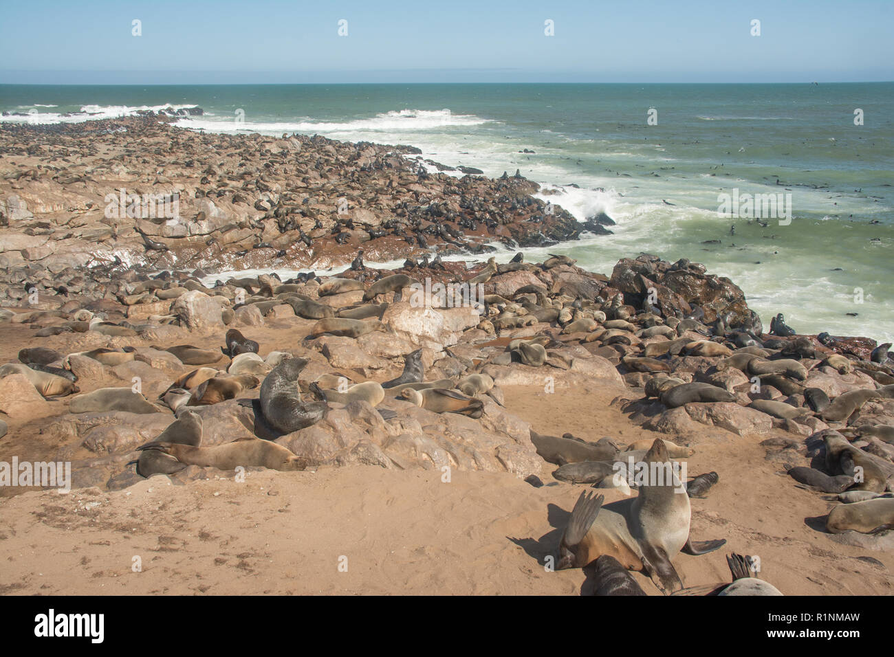 Colony of cape fur seals, Arctocephalus pusillus, in Namibia Stock Photo