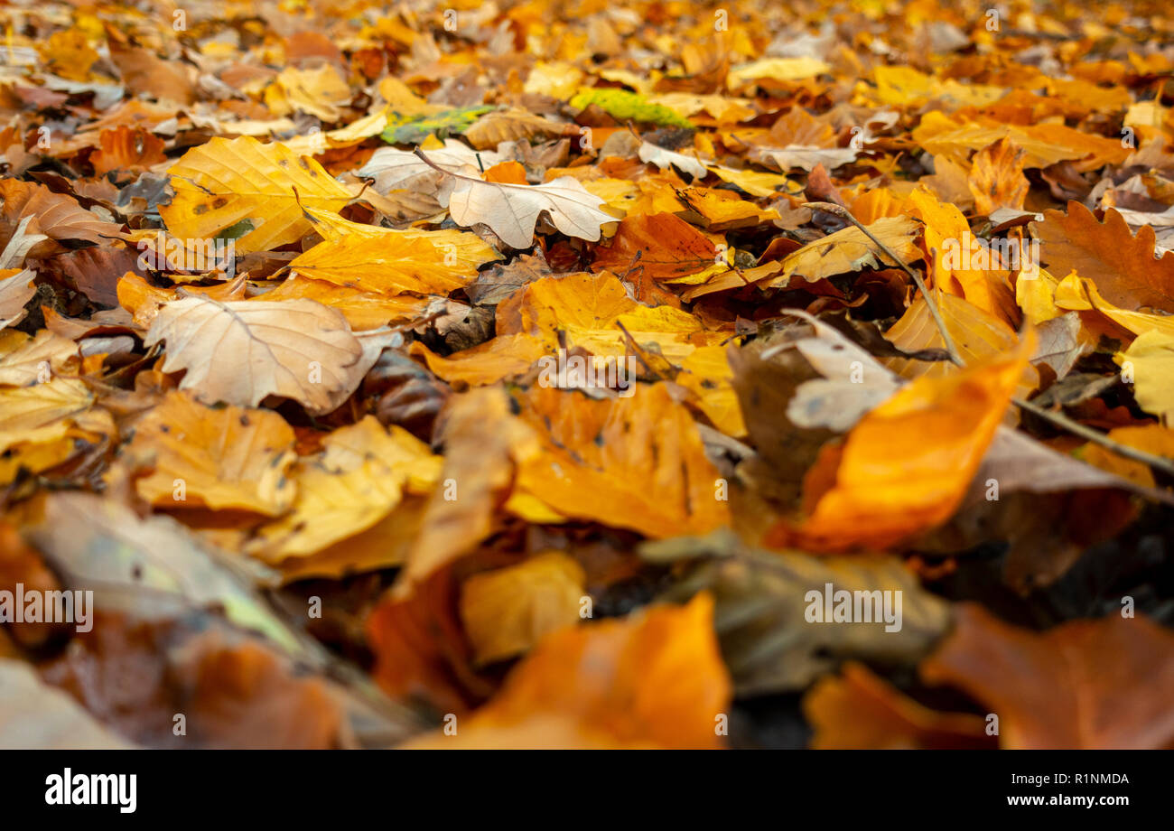 Yellow Autumn Leaves with Shallow Depth of Field Stock Photo