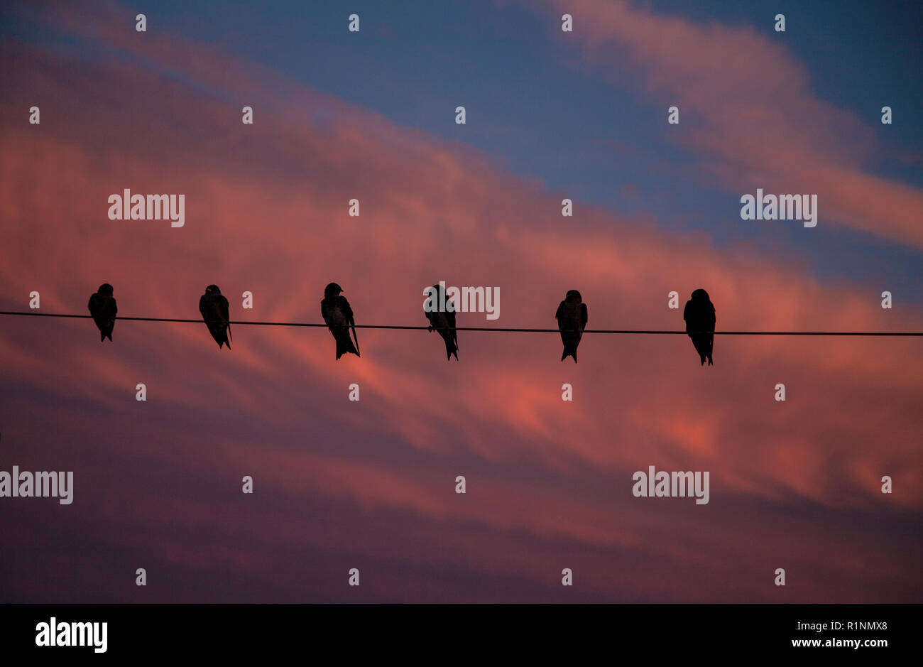 Silhouettes of Purple Martin birds on a wire near a Martin house with sunrise sky, Lancaster County, Pennsylvania, USA, Pa, US, Amish country Stock Photo