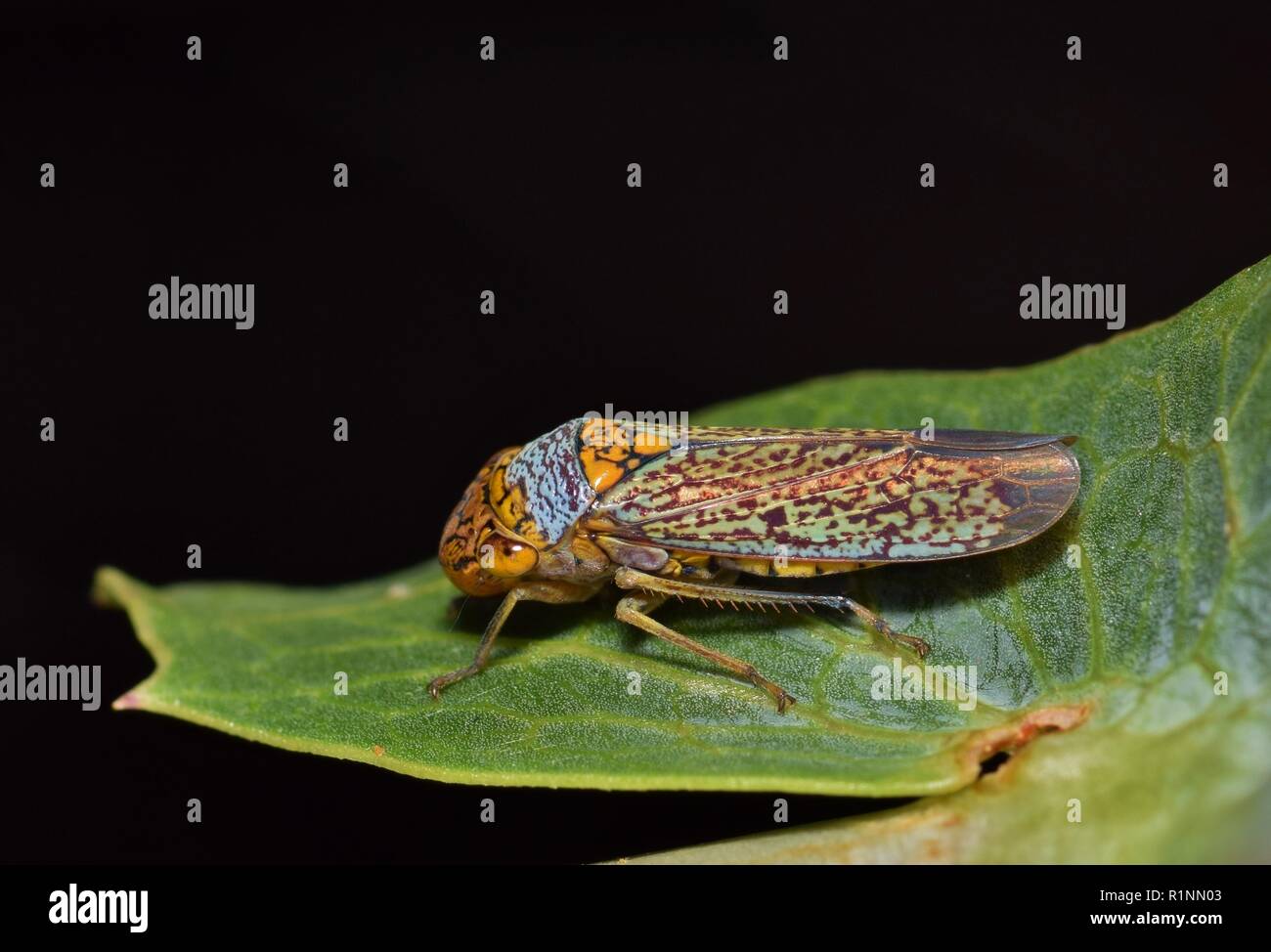 A colorful Broad Headed Sharpshooter (Oncometopia orbona) roosting on a leaf during the night. These leafhoppers are a common sight in the springtime. Stock Photo
