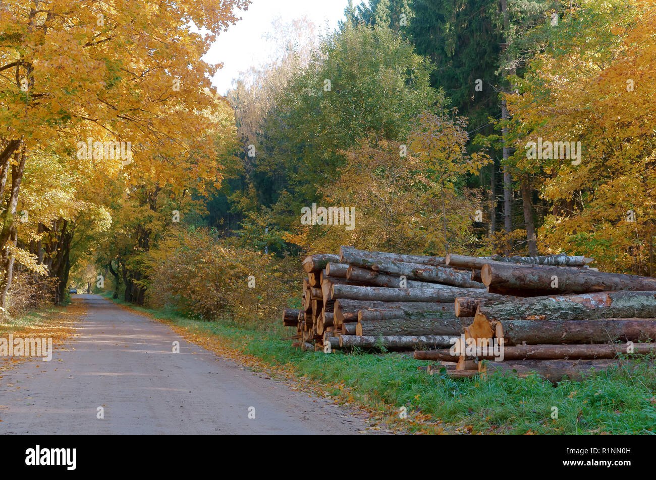 trunks of felled trees, felled trees and autumn forest, deforestation Stock Photo