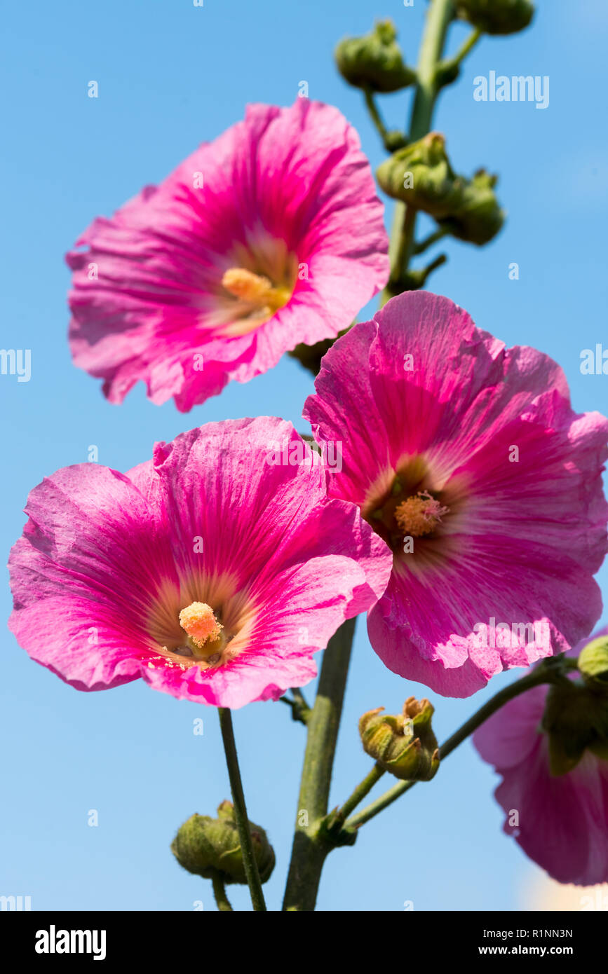 Mallow flowers close up Stock Photo