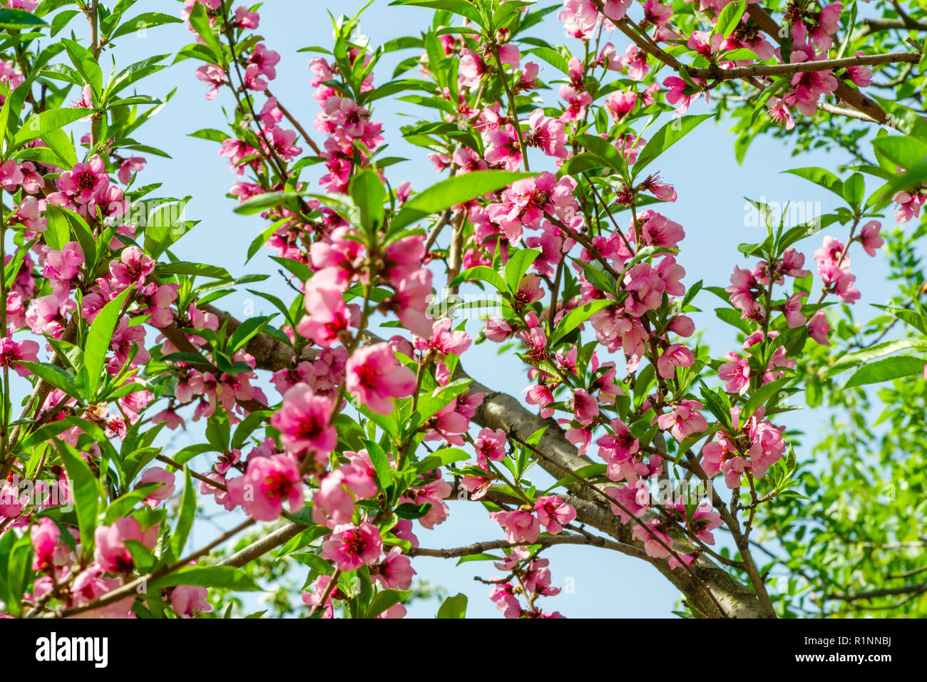 Japanese flowers of apple on the branches in spring Stock Photo