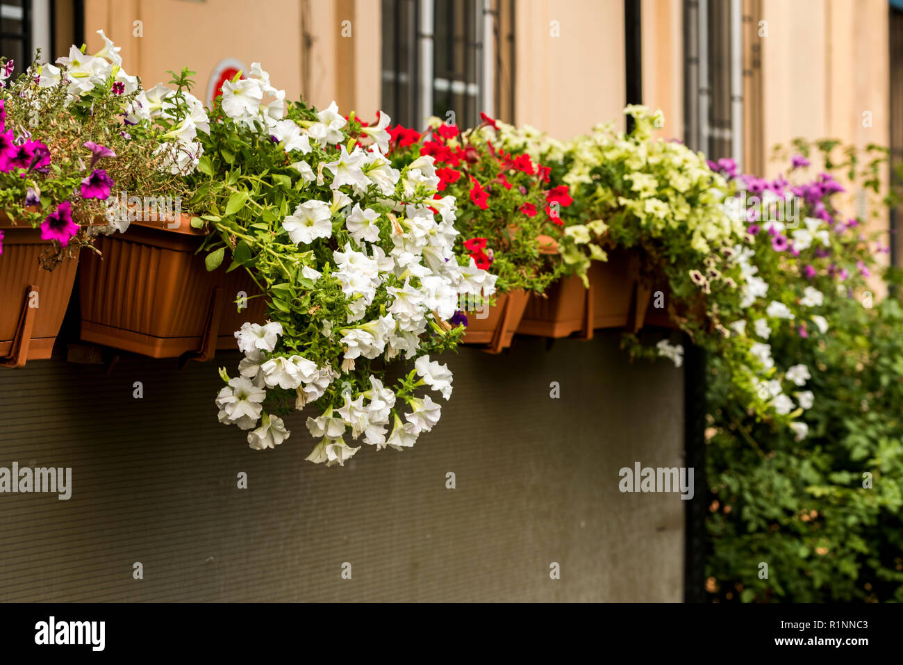 Flowers In Pots Decorate The Wall Stock Photo 224827235 Alamy