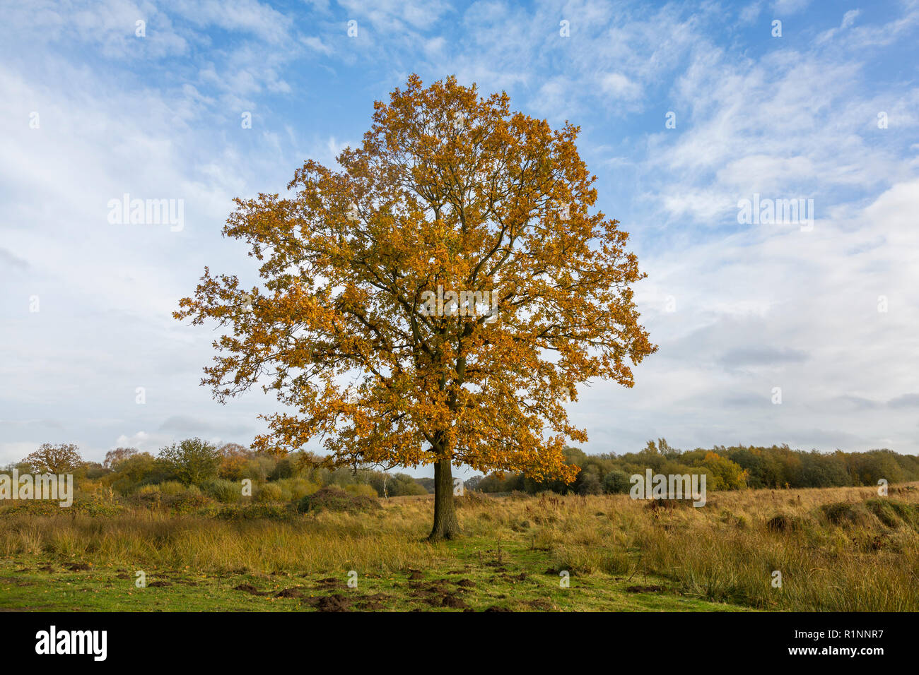 Oak tree in the autumn. Redgrave and Lopham Fen, Suffolk, UK. Stock Photo