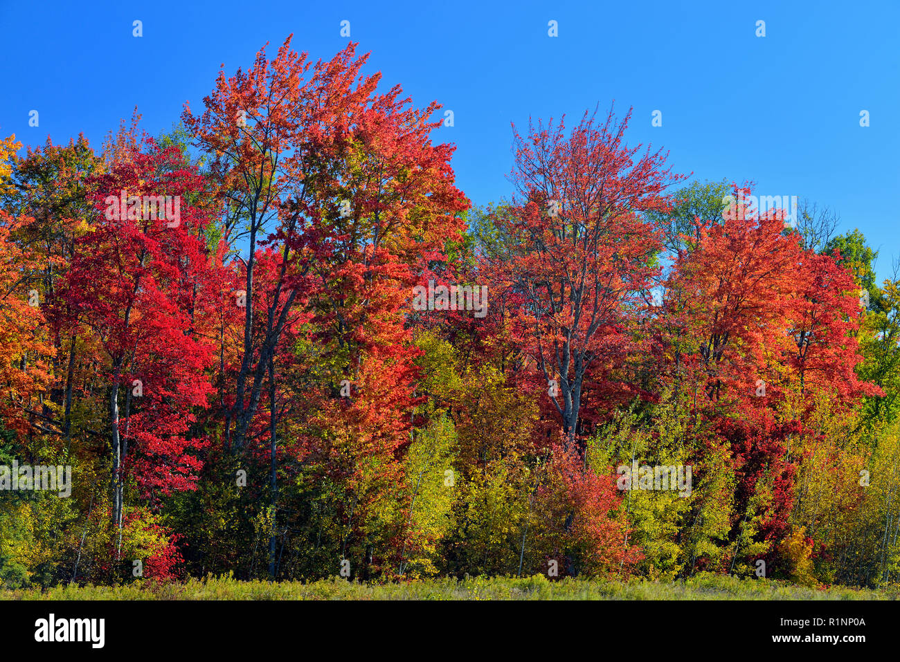 Sugar maples in autumn along Hwy 17, near Echo Bay, Ontario, Canada