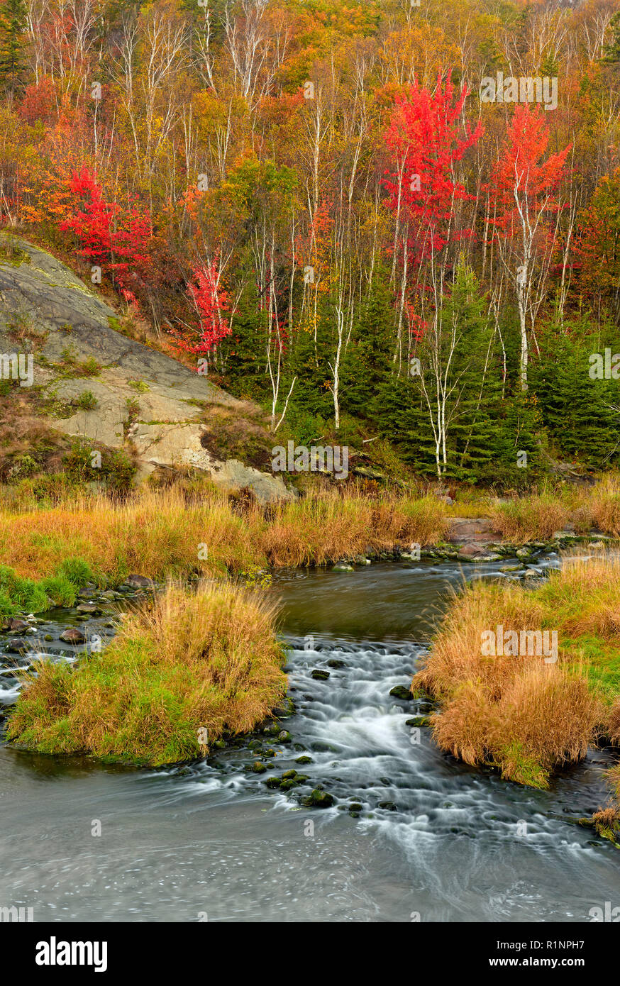 Autumn foliage in the forest overlooking Junction Creek, Greater Sudbury, Ontario, Canada Stock Photo