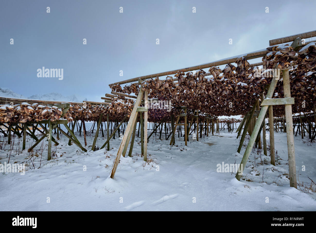 Drying flakes for stockfish cod fish in winter. Lofoten islands, Stock Photo