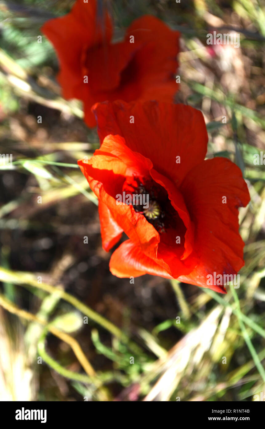 Wild poppies in a wheatfield near Arnes (Terres de l’Ebre, Tarragona) Stock Photo