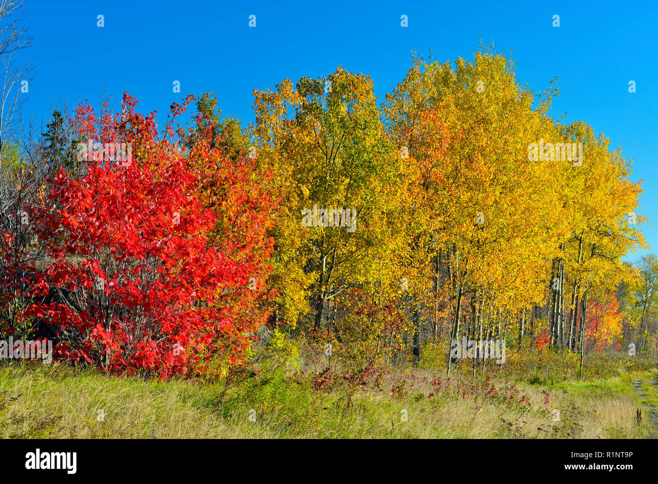 Autumn foliage in a red maple near a stand of aspens, Greater Sudbury, Ontario, Canada Stock Photo