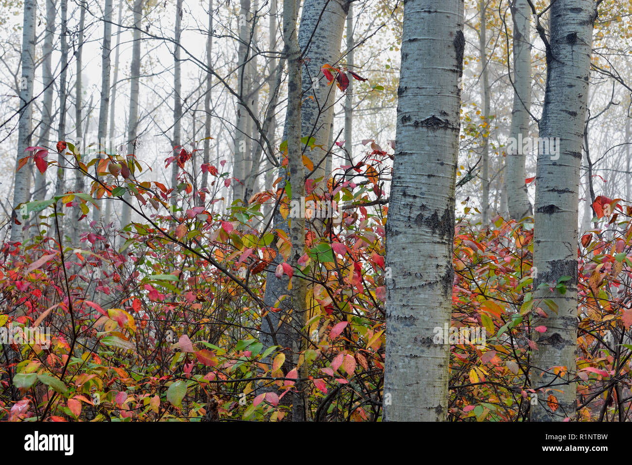 Autumn northern wild raisin in among aspen trees, Greater Sudbury, Ontario, Canada Stock Photo