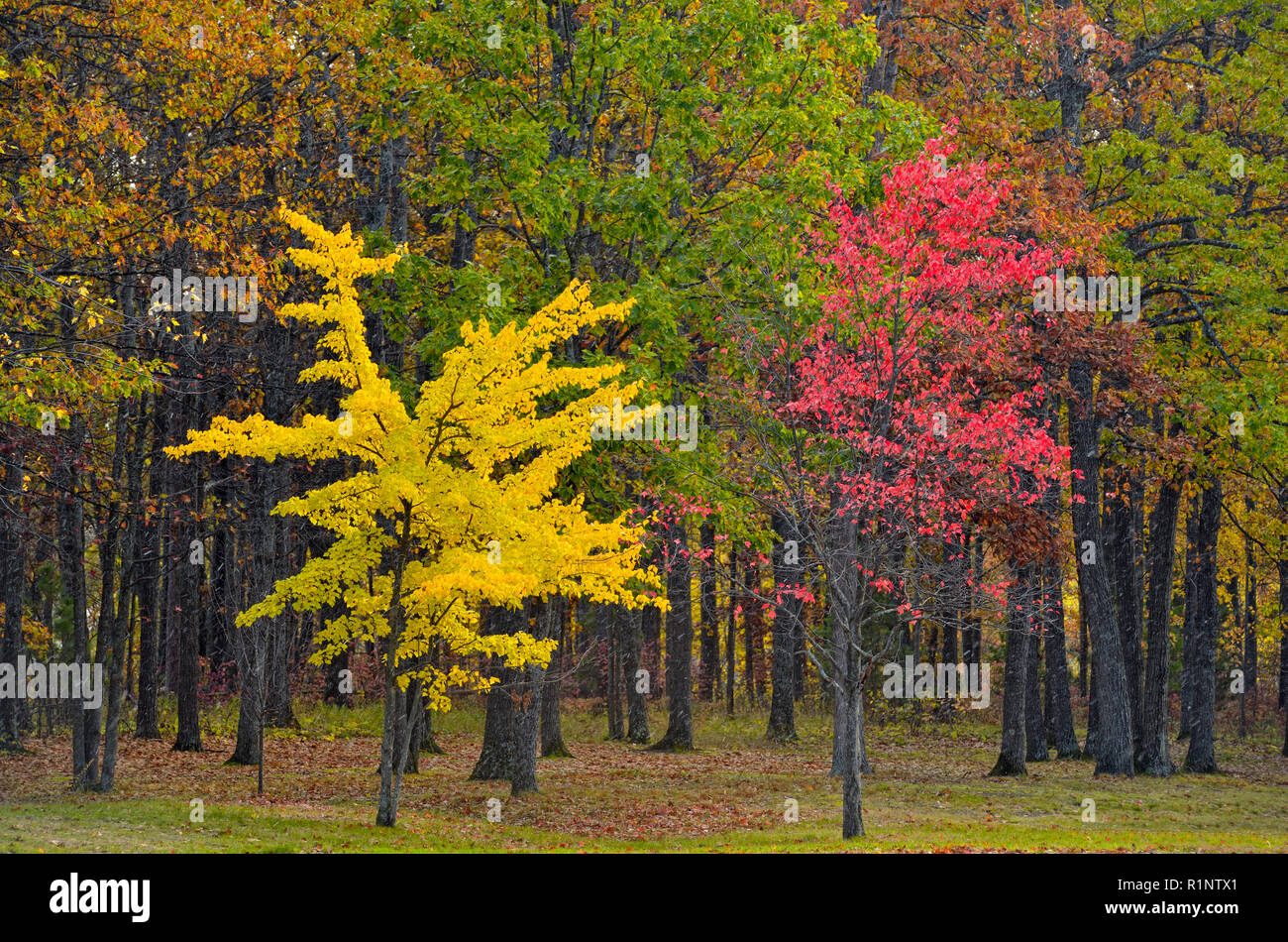 Colourful trees at an I75 Rest Stop, near Grayling, Michigan, USA Stock Photo