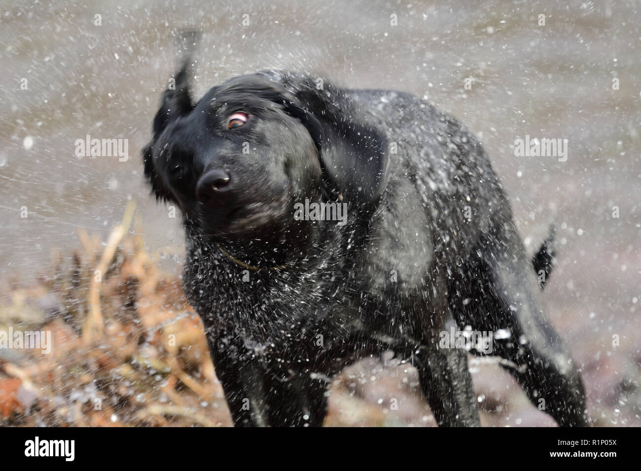 Close up of a black Labrador shaking off water Stock Photo Alamy