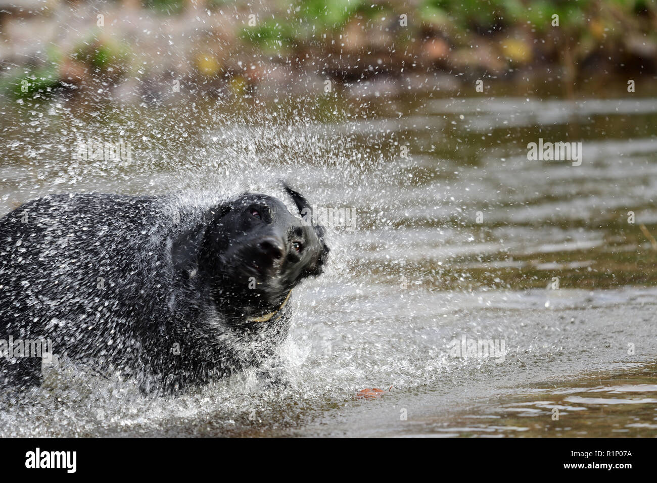 Close up of a black Labrador shaking off water Stock Photo Alamy