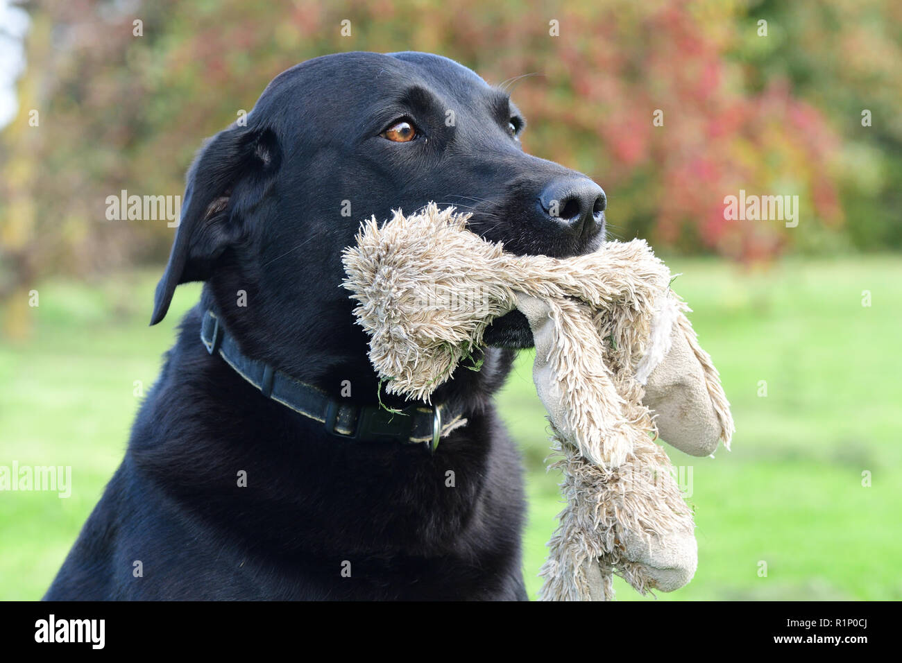 black lab toy