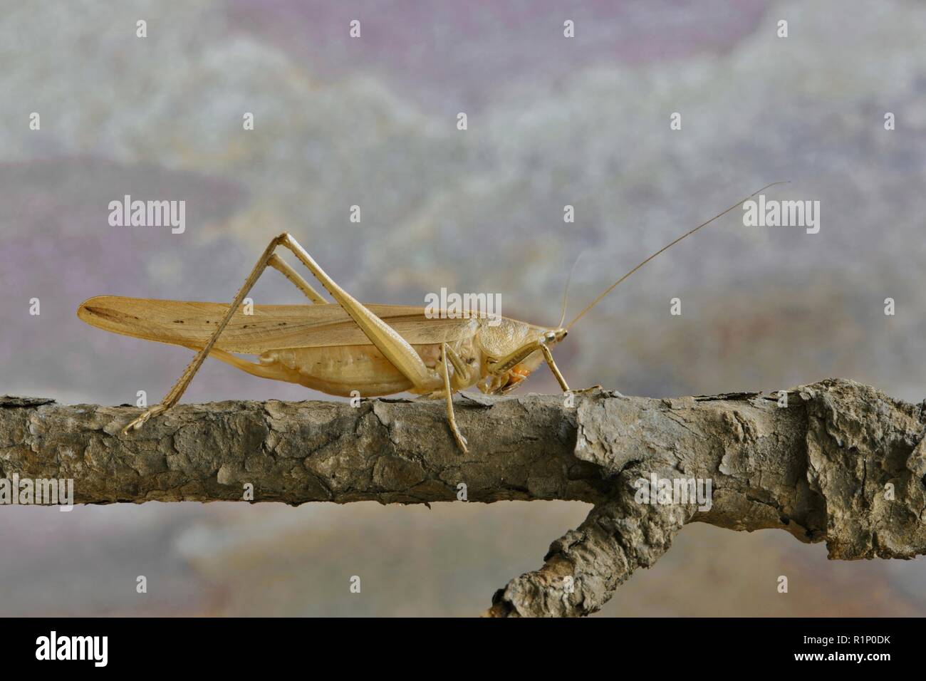 Brown conehead katydid hires stock photography and images Alamy