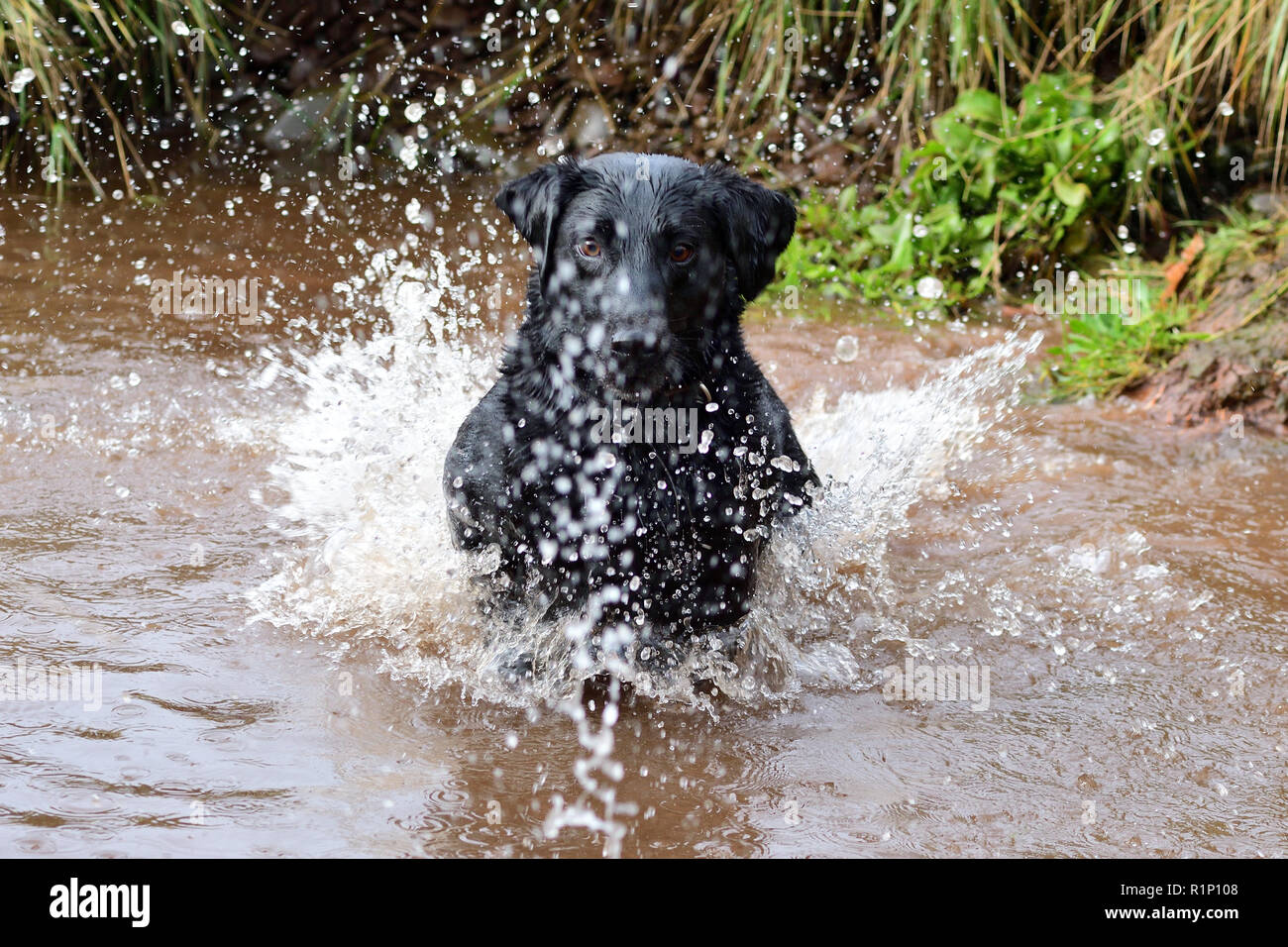 Close up of a black Labrador jumping into the water Stock Photo Alamy