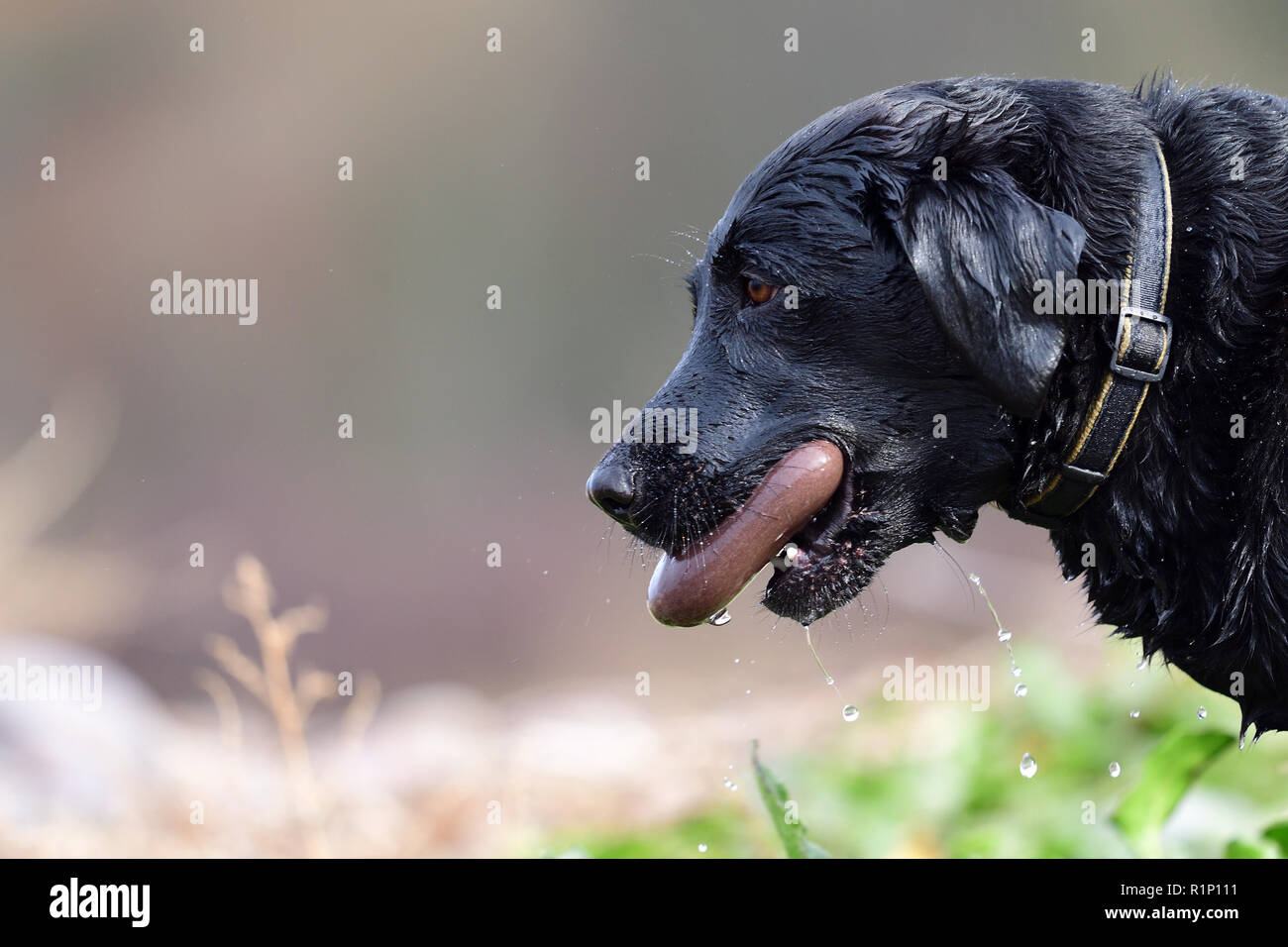 Head shot of a wet black Labrador retriever with a rock in it's mouth Stock Photo