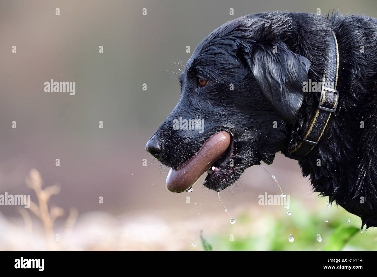 Head shot of a wet black Labrador with a stone in it's mouth Stock Photo
