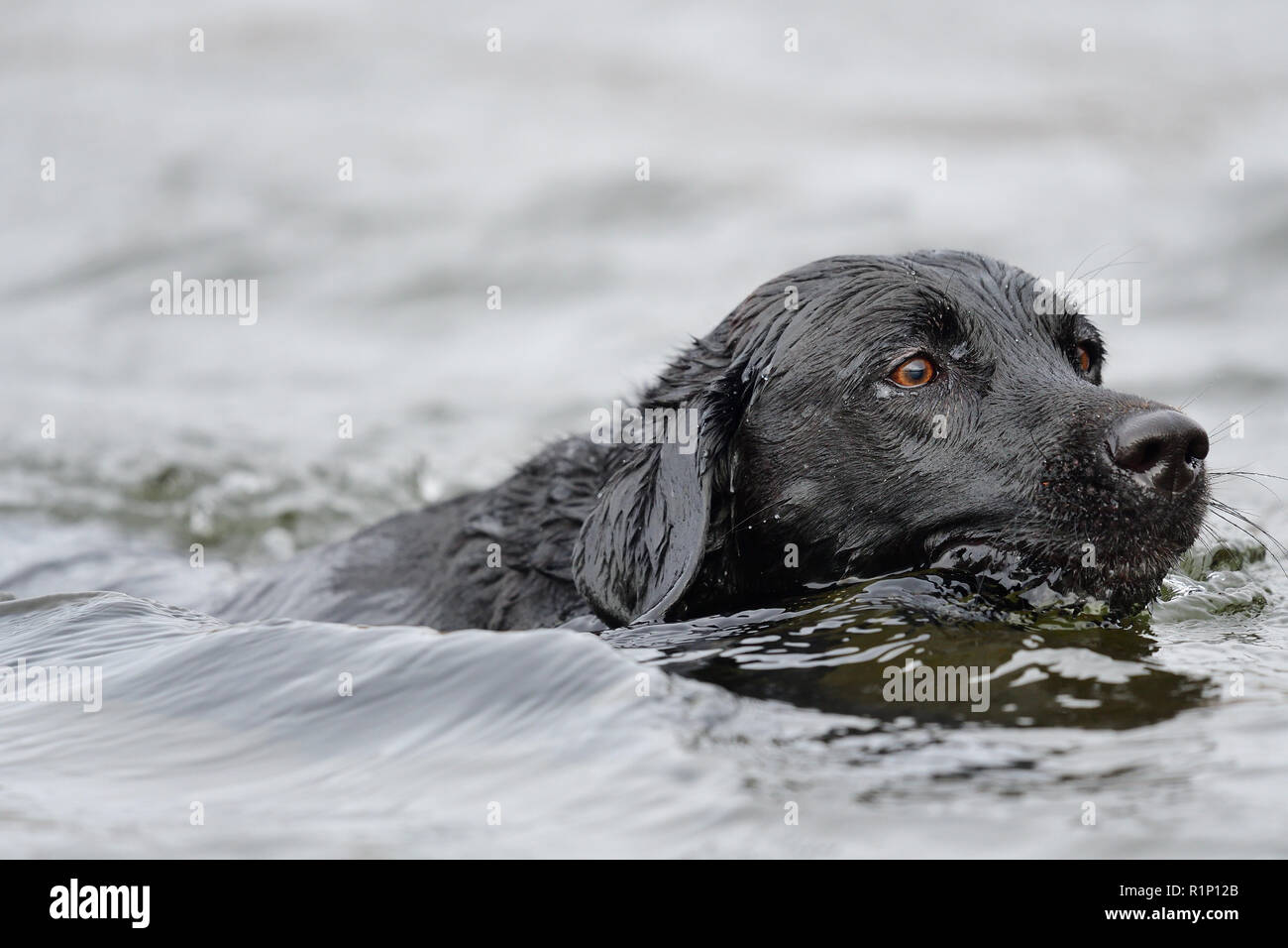 Close up of a black Labrador swimming in the water Stock Photo - Alamy