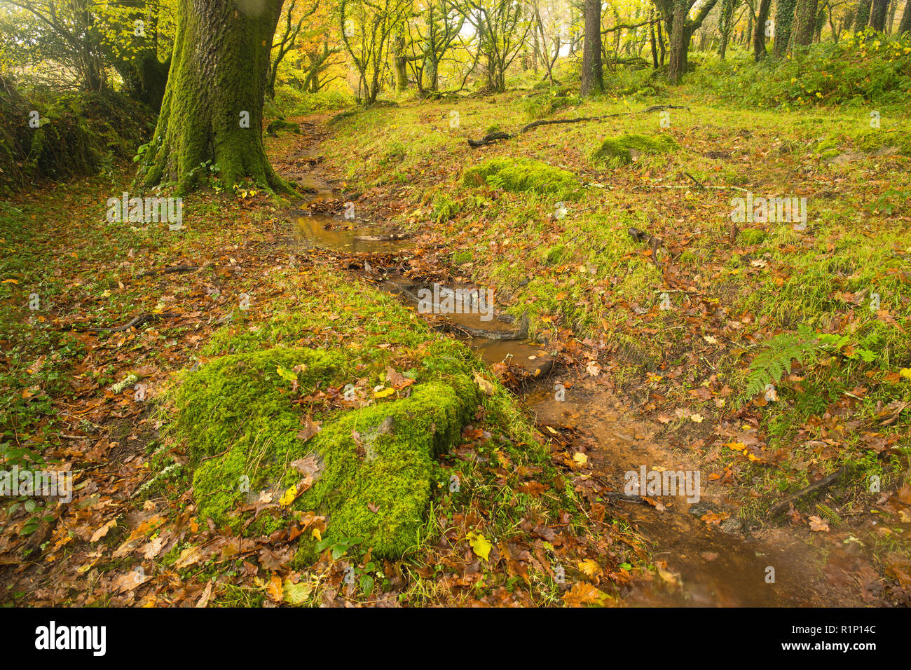 Beautiful autumnal colours of Dartmoor in Devon , England Stock Photo