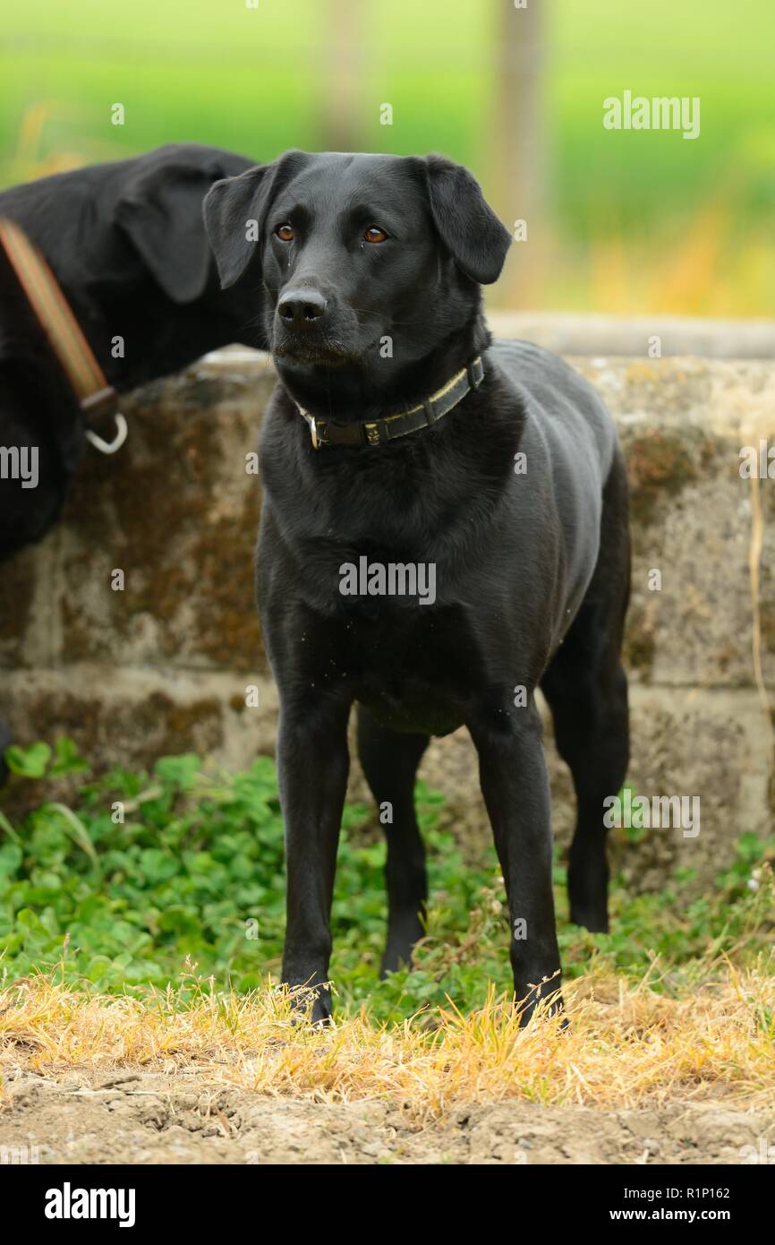 Portrait of a cute black Labrador standing in front of a water trough