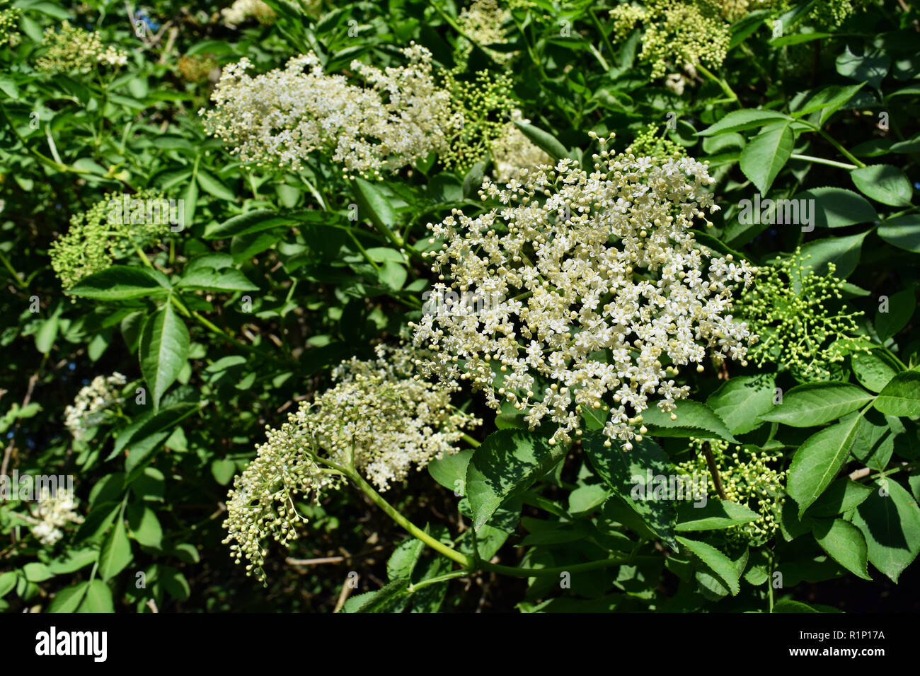 White elderberry flowers (sambucus nigra) in garden Stock Photo Alamy