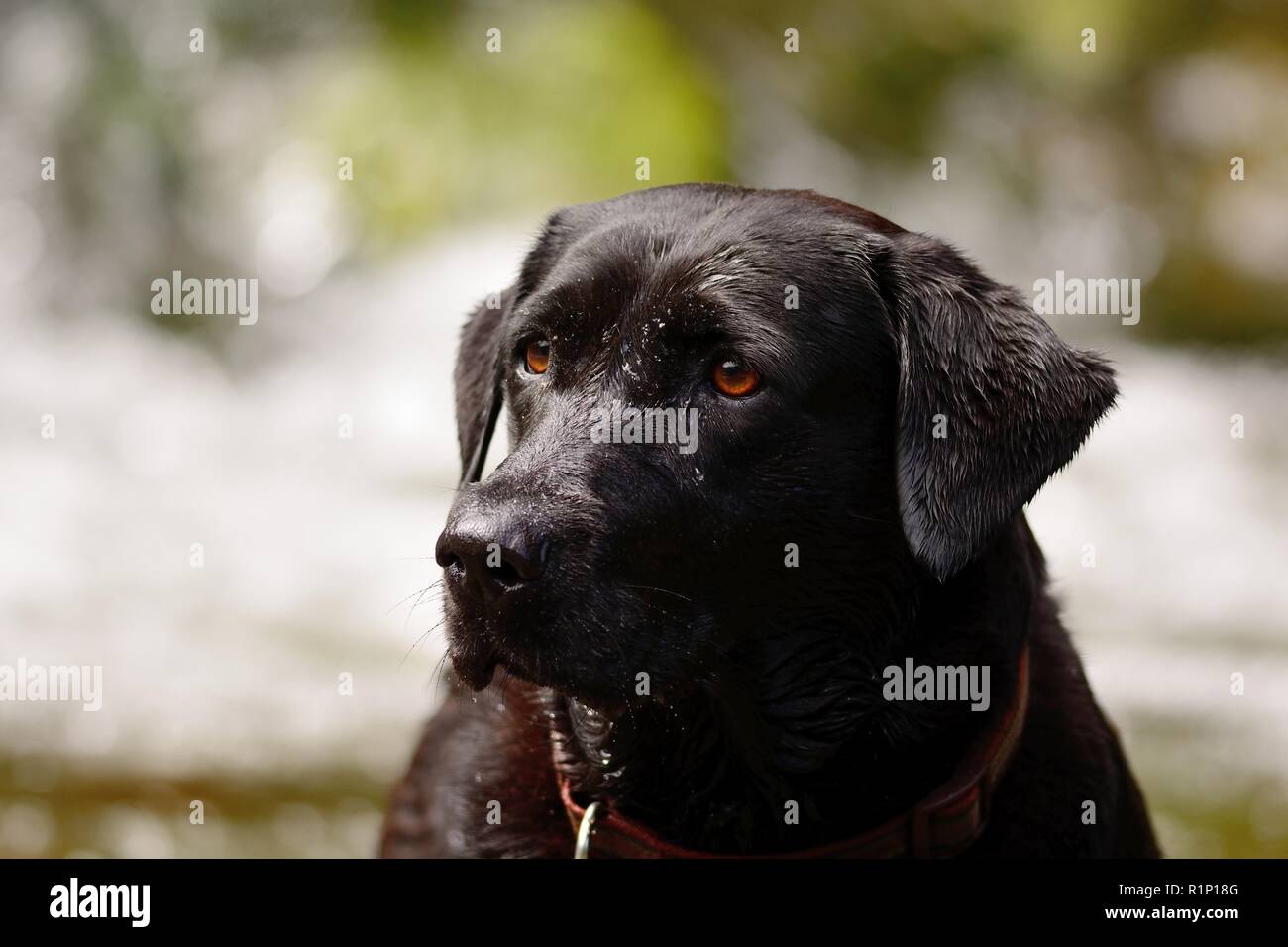 Close up portrait of a black Labrador standing in a river Stock Photo